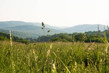 Yazın çimenler, ağaçlar ve dağlar.