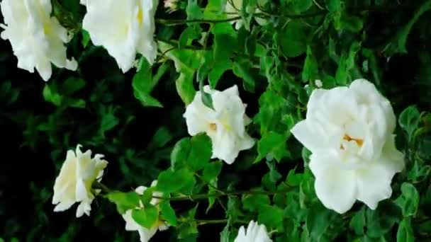 Białe Róże Kołyszące Się Wietrze Ogrodzie Różanym Zwolnione Tempo — Wideo stockowe