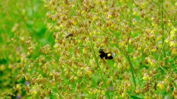 Uma Abelha Uma Abelha Coletam Néctar Das Flores Arbusto Amarelo — Vídeo de Stock