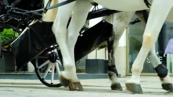 Horses Chariots Walking City Street Europe Slow Motion — Stock Video