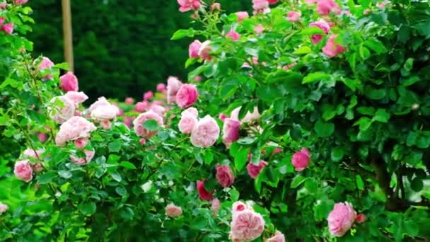 Wiele Różowych Krzewów Róż Ogrodzie — Wideo stockowe
