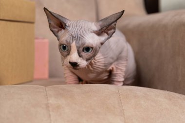 Kanadalı küçük bir Sphynx kedisi, 3 aylık, kanepede oturur ve kafasını çevirir.