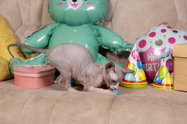 3 aylık Kanadalı bir Sphynx kedisi ve doğum günü partisi.