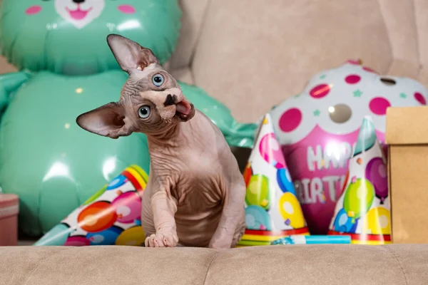 Hairless Sphynx Gatinho Comemora Aniversário Feriado Para Gato Estimação Amado — Fotografia de Stock