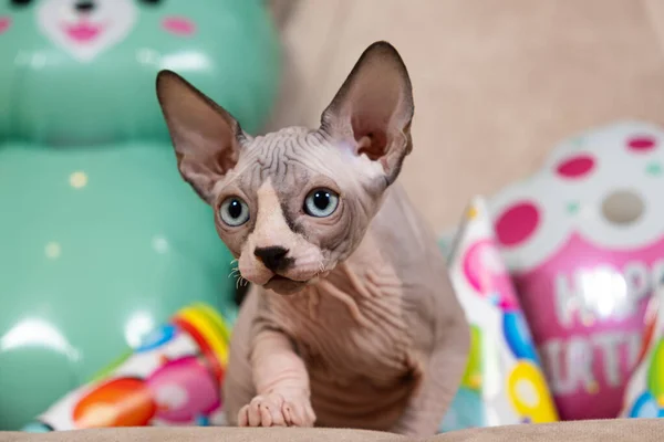 Kılsız Sphynx Kedisi Doğum Gününü Kutluyor Sevgili Kedimiz Için Bir — Stok fotoğraf