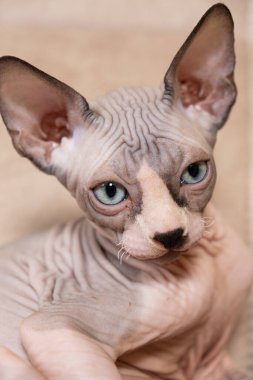 Bej arka planda 3 aylık Kanadalı bir Sphynx kedinin büyük bir portresi.