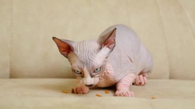 Küçük bir Kanada Sphynx kedisi yemek yer..