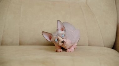 Kanadalı Sphynx kedisi bej bir kanepede oturur ve etrafına bakar..