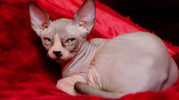 Aylık Kanadalı Bir Sphynx Kedinin Kırmızı Bir Battaniyeye Uzanmış Bir — Stok video