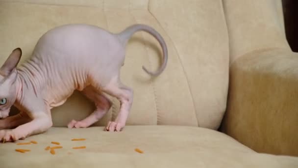 Küçük Bir Kanada Sphynx Kedisi Yemek Yer — Stok video
