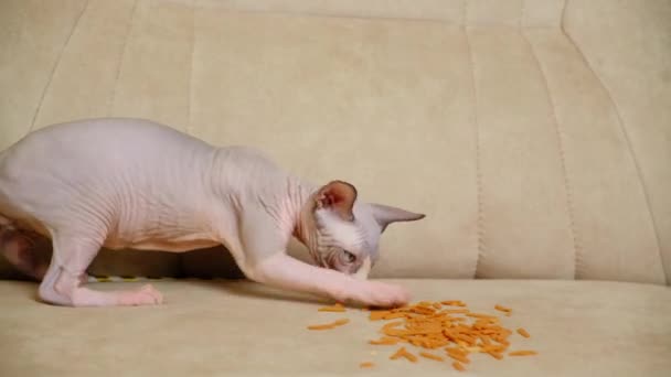 Mały Kanadyjski Kociak Sphynx Jedzenie — Wideo stockowe