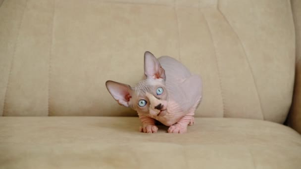 Canadian Sphynx Kitten Licks Looks Sitting Beige Sofa — Stock Video
