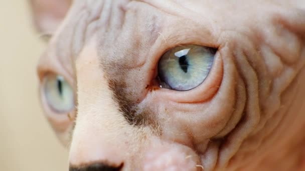 一只3个月大的加拿大Sphynx小猫的大眼睛近视 — 图库视频影像