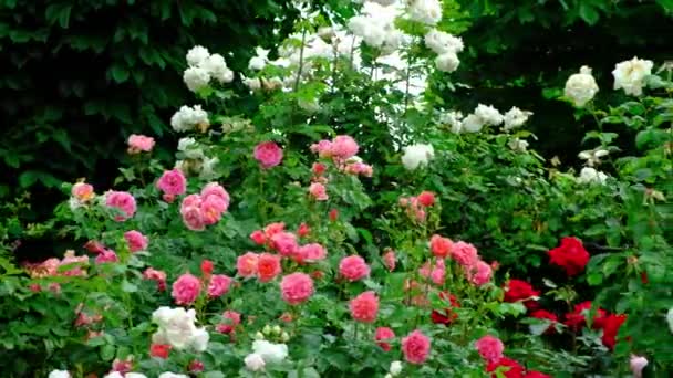 Muitas Variedades Diferentes Rosas Jardim — Vídeo de Stock