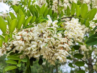 Beyaz akasya çiçeklerindeki bir arı nektar toplar. Ağaçların tozlaşması
