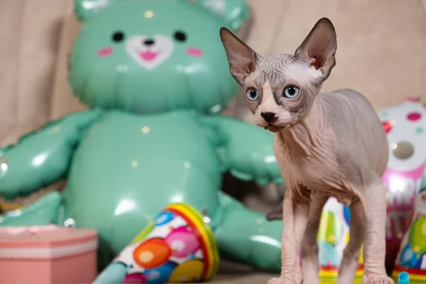 Kılsız Sphynx Kedisi Doğum Gününü Kutluyor Sevgili Kedimiz Için Bir — Stok fotoğraf