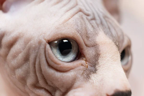 Egy Három Hónapos Kanadai Szfinx Cica Makró Szemeinek Közelsége — Stock Fotó
