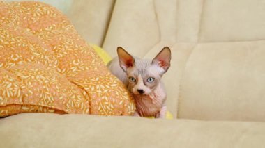Küçük bir Sphynx kedisi kanepede yastıkların arkasına saklanır ve gizlice bakar.