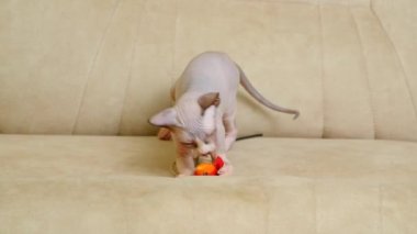 Kanadalı küçük bir Sphynx kedisi evdeki kanepede oynuyor, zıplıyor ve bir oyuncağı kemiriyor..