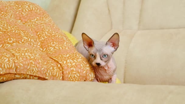 Mały Kociak Sphynx Chowa Się Poduszkami Kanapie Podgląda — Wideo stockowe