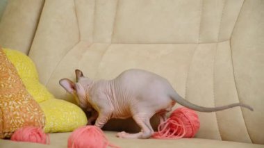 Evde oynayan küçük bir Kanadalı Sphynx kedisinin davranışları.