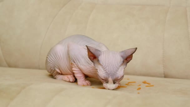 小さなカナダのスフィンクス子猫は食べ物を食べる — ストック動画
