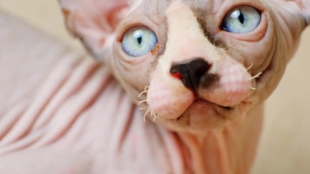 加拿大Sphynx猫咪的嘴巴和蓝眼睛的特写 没有睫毛 有短胡子 — 图库视频影像