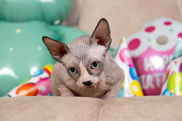 stock image Hairless Sphynx kitten celebrates birthday. A holiday for beloved pet cat.