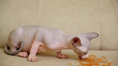 Küçük bir Kanada Sphynx kedisi yemek yer..
