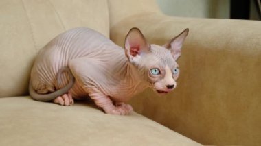 Küçük bir Kanadalı Sphynx kedisi evde kanepede otururken kameraya bakarken dudaklarını yalıyor..