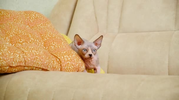 Śmieszny Mały Kanadyjski Sphynx Kotek Zerka Poduszek Skór Ucieka — Wideo stockowe