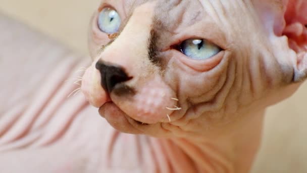 カナダのスフィンクス子猫の銃口と青い目のクローズアップは まつ毛 短い口ひげはありません — ストック動画