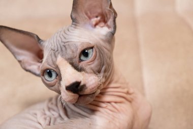Bej arka planda 3 aylık Kanadalı bir Sphynx kedinin büyük bir portresi.