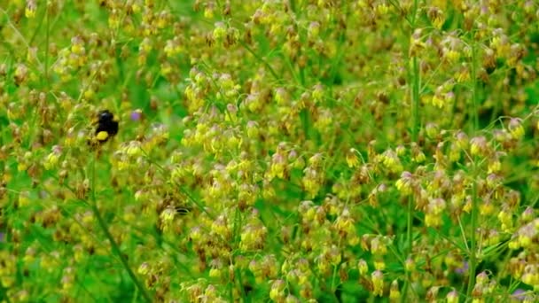Bumblebee Vuela Poliniza Arbusto Amarillo Jardín Botánico Verano Cámara Lenta — Vídeos de Stock