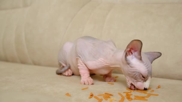 小さなカナダのスフィンクス子猫は食べ物を食べる — ストック動画