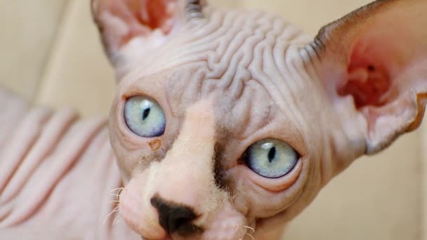 Zbliżenie Pyska Niebieskie Oczy Kanadyjskiego Kotka Sphynx Nie Rzęs Krótkie — Wideo stockowe