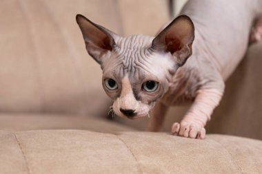 Kanadalı bir Sphynx kedisinin portresi. Kanepede sinsice avlanıyor.