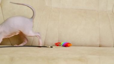 Kanadalı küçük bir Sphynx kedisi evdeki kanepede oynuyor, zıplıyor ve bir oyuncağı kemiriyor..