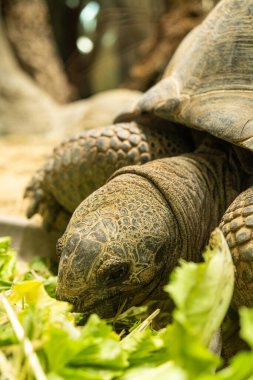 Seychellois dev kaplumbağası yaprak yiyor, yakın plan kafa.