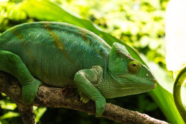 Ormanda bir dalda oturan yeşil bukalemun, yakın plan.
