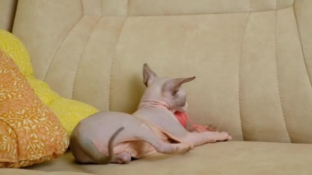 Küçük Kanadalı Sphynx Kedisi Evde Iplik Yumağıyla Oynuyor — Stok video