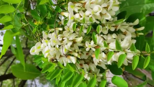 Eine Biene Auf Weißen Akazienblüten Sammelt Nektar Bestäubung Von Bäumen — Stockvideo