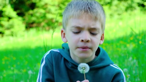 Десятилетний Мальчик Отсасывает Одуванчик Сидя Парке Весной — стоковое видео