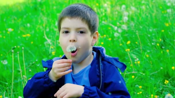 Пятилетний Мальчик Отсасывает Одуванчик Сидя Парке Весной — стоковое видео