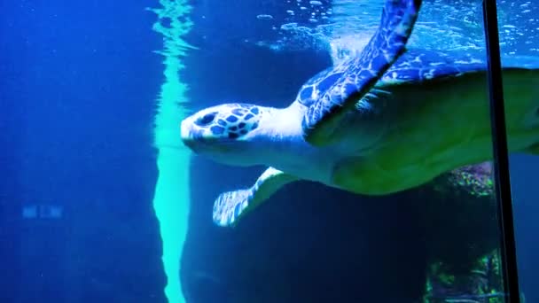 水族館で大きなカメが泳いでいる — ストック動画