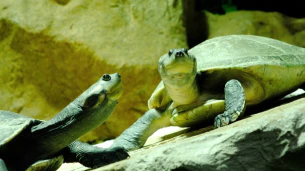 Arrau Turtle Podocnemis Expansa South American Amazon River Turtle — Stock Video