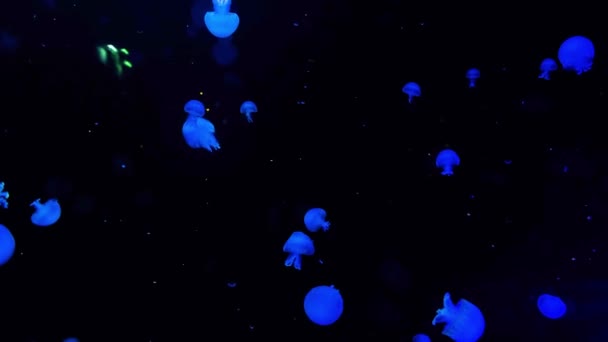 Group Jellyfish Swimming Aquarium Illuminated Blue Dark — Stock Video