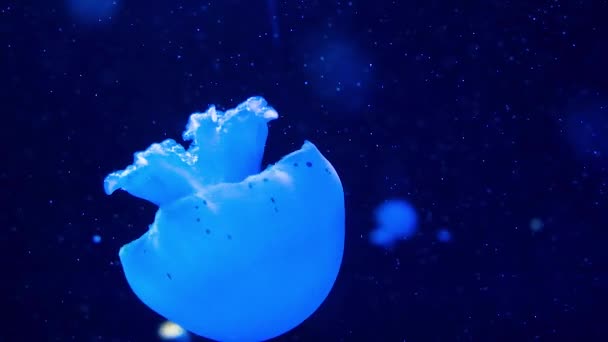 Zpomalený Záběr Medúzy Plavající Vodě — Stock video