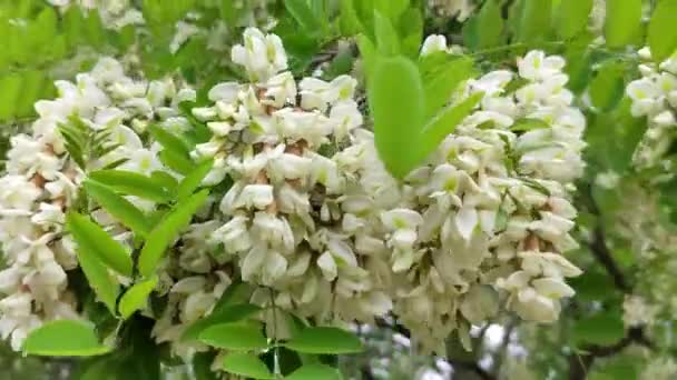 Weiße Akazienblüten Wald Akazienblüte Sommer — Stockvideo