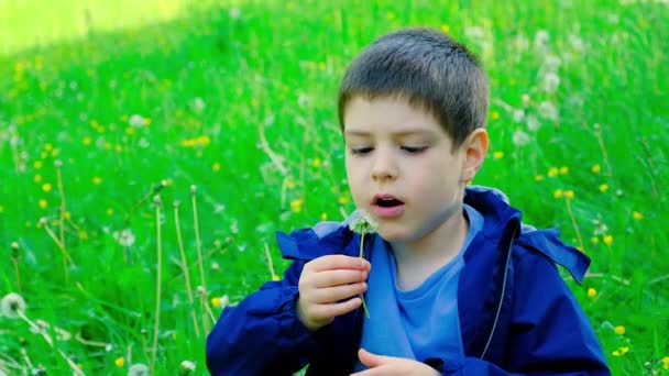 Ένα Πεντάχρονο Αγόρι Φυσάει Ένα Πικραλίδα Ενώ Κάθεται Ένα Πάρκο — Αρχείο Βίντεο